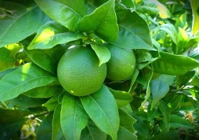 lime tree.jpg