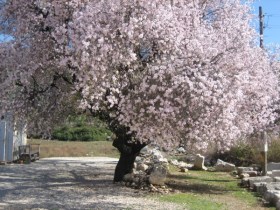 Almond at Patara
