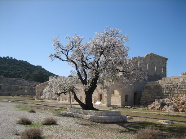Almond in front of senate building