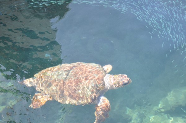 DSC_0136 (600 x 399)