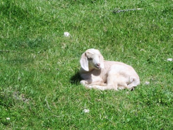 IMG_0721 (600 x 450).jpg