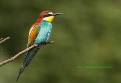 13386238945_3118d282ce_m