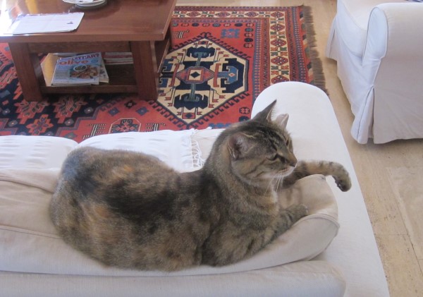 IMG_0966 (600 x 421).jpg