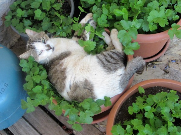 IMG_0978 (600 x 450)