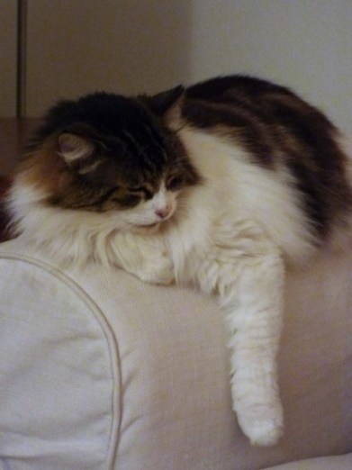 P1000097 (450 x 600).jpg