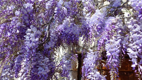 Wisteria