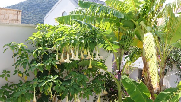 Bananas (600 x 338)