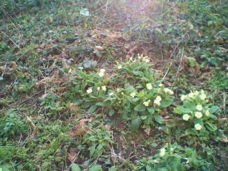 Primroses (600 x 450)
