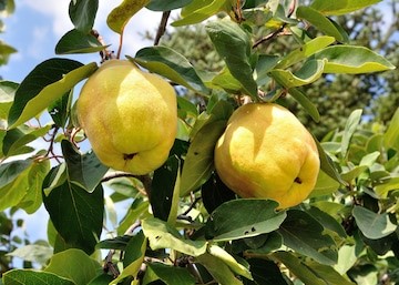 Quince tree